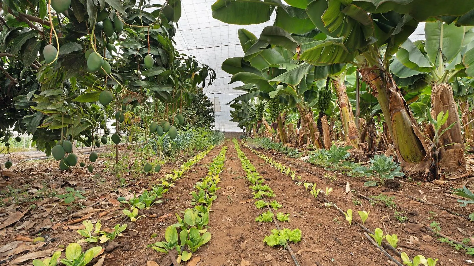 Finca La Calabacera Azul 圣克鲁斯-德特内里费